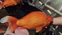 Minnesota : des poissons rouges relâchés par des particuliers font des ravages dans les lacs