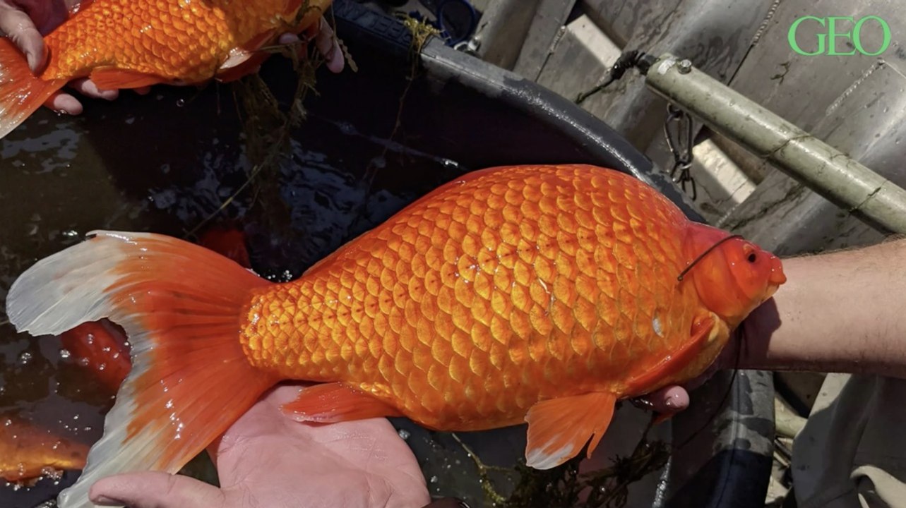 Minnesota : des poissons rouges relâchés par des particuliers font des ravages dans les lacs