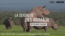 FOCUS • La sexualité des animaux en 10 infos caliente