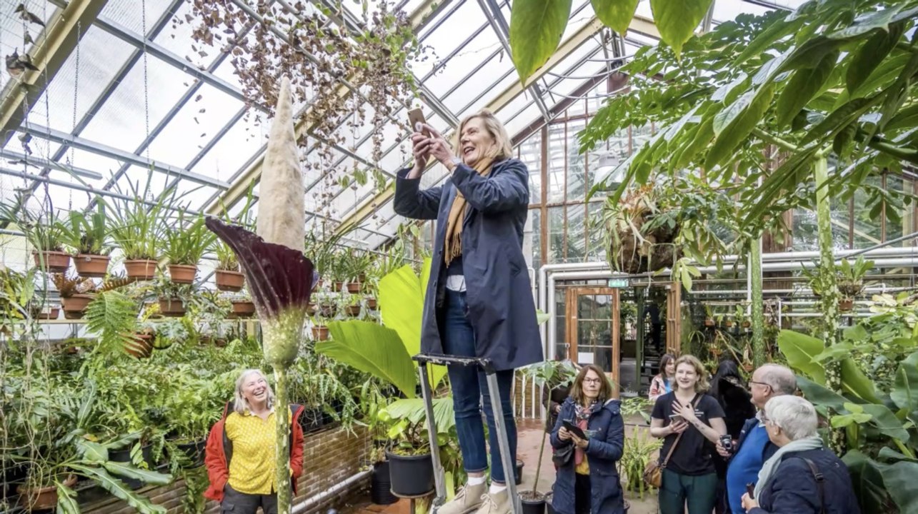 Une "plante pénis" a fleuri dans un jardin botanique des Pays-Bas