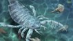 Chine : le fossile d'un ancien scorpion de mer de la taille d'un chien a été découvert