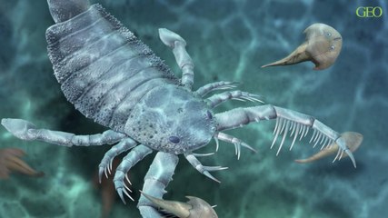 Chine : le fossile d'un ancien scorpion de mer de la taille d'un chien a été découvert