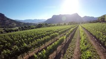 France : la sécheresse provoque la disparition d'une maladie de la vigne