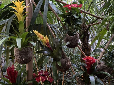Environnement : Automne tropical , une plongée dans le monde fascinant des plantes épiphytes