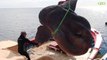 Environnement : des chercheurs tombent sur un poisson-lune géant en Méditerranée