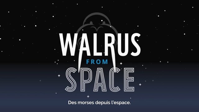 Sciences participatives : comptez les morses depuis l'espace !