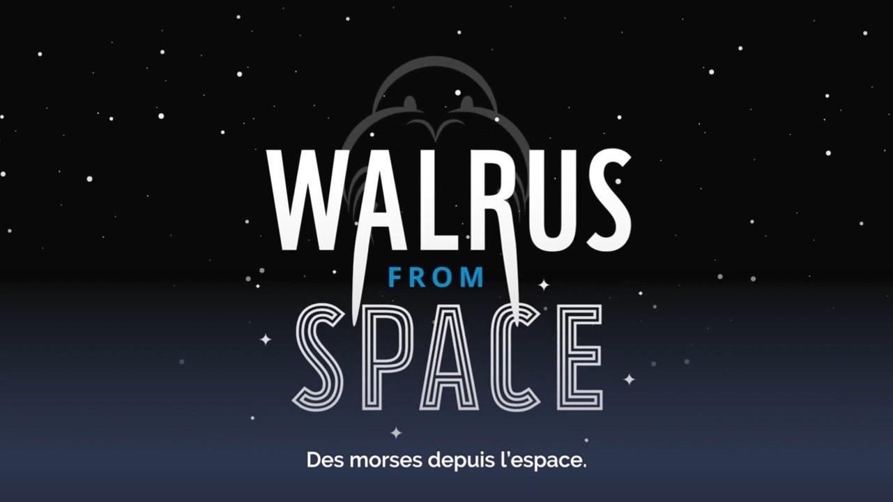 Sciences participatives : comptez les morses depuis l'espace !