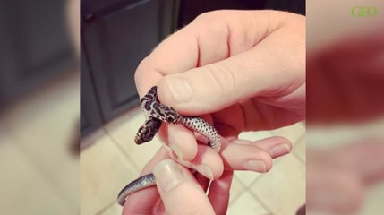 Environnement : une Américaine découvre un serpent à deux têtes dans son salon