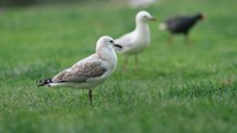 Environnement : une espèce d'oiseau sur cinq est menacée de disparaître en Europe