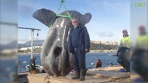Des chercheurs tombent sur un poisson-lune géant en Méditerranée