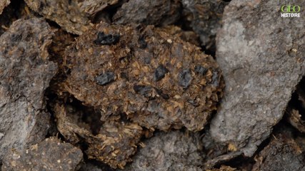 On consommait déjà du fromage et de la bière en Europe il y a 2.700 ans, selon une analyse d'excréments fossilisés