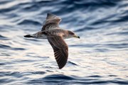 Environnement : des additifs plastiques découverts jusque dans les graisses des oiseaux marins