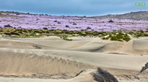 Chili : pourquoi les autorités souhaitent arroser le désert d'Atacama