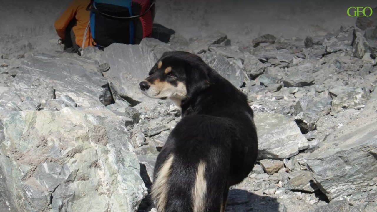 Aventure : un chien errant gravit l'un des sommets de l'Himalaya