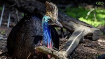 Nouvelle-Guinée : il y a 18 000 ans les humains élevaient des casoars à casque