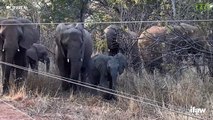 Environnement : cet éléphanteau orphelin a parcouru des kilomètres seul avant d'être accueilli par un troupeau