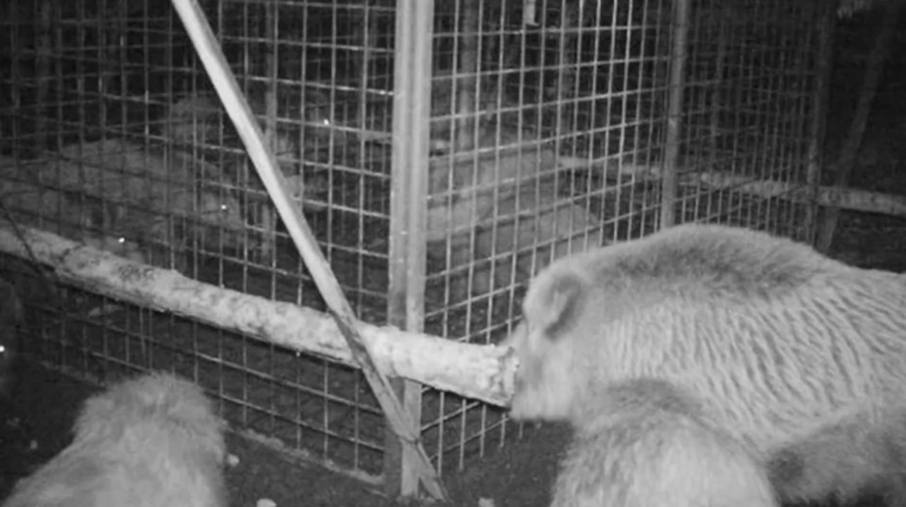 Environnement : en République tchèque, des sangliers secourent deux jeunes congénères piégés dans une cage