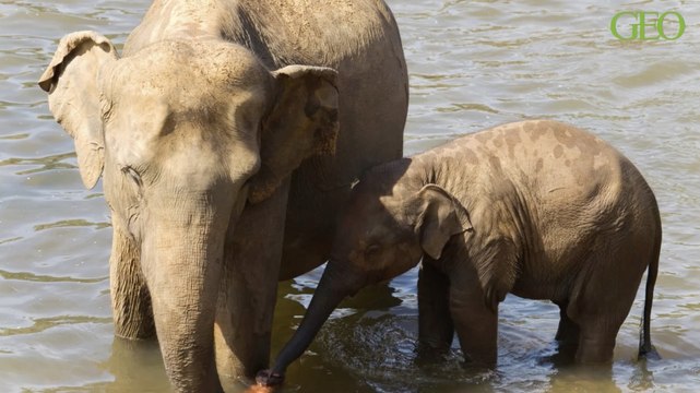 Eléphants : ils s'en sortent mieux dans la vie quand ils sont élevés avec des frères et sœurs plus âgés