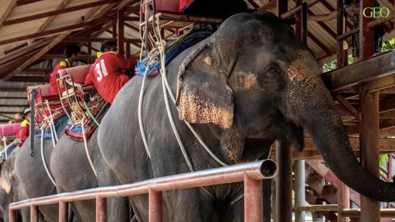 Thaïlande : 57% des éléphants à touristes ont des tics nerveux