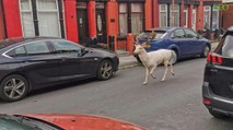 Angleterre : des policiers abattent un cerf blanc qui déambulait en plein centre-ville