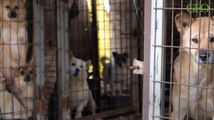 La consommation de viande de chien bientôt interdite en Corée du Sud ?