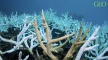 Les récifs coralliens ont diminué de moitié depuis les années 1950