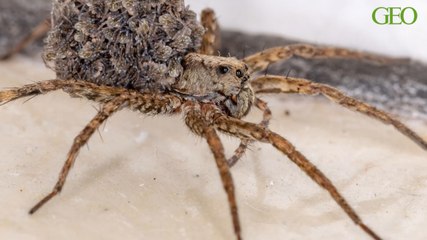Cette araignée porte ses petits sur son dos