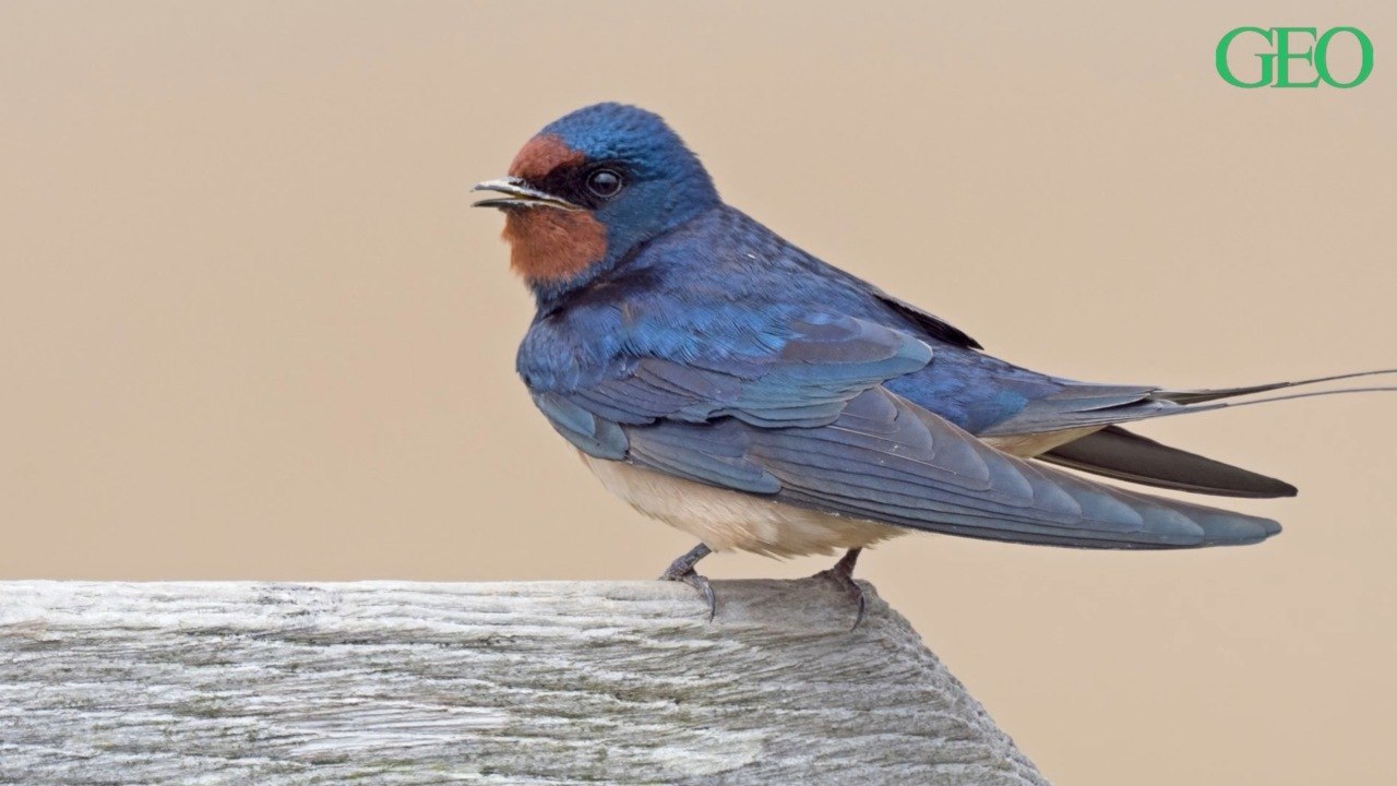 Environnement : des scientifiques ont estimé la population d’oiseaux sauvages existant à travers le monde