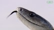 Mamba noir : le serpent le plus dangereux du monde