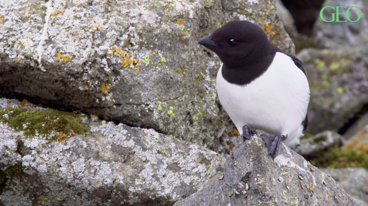 Les oiseaux marins de l'Atlantique Nord meurent affamés à cause des cyclones