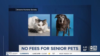 Download Video: Waived adoption fees for senior pets at Arizona Humane Society