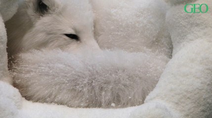 Le renard arctique, un animal rusé parfaitement adapté au grand froid