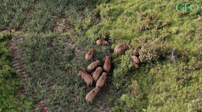 Chine : les éléphants vadrouilleurs sont sur le chemin du retour vers leur réserve