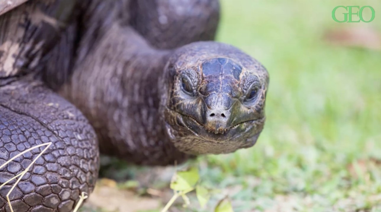 Seychelles : une tortue géante filmée pour la première fois en train de chasser un oiseau