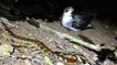 En Australie, de redoutables mille-pattes géants s'attaquent à des bébés oiseaux