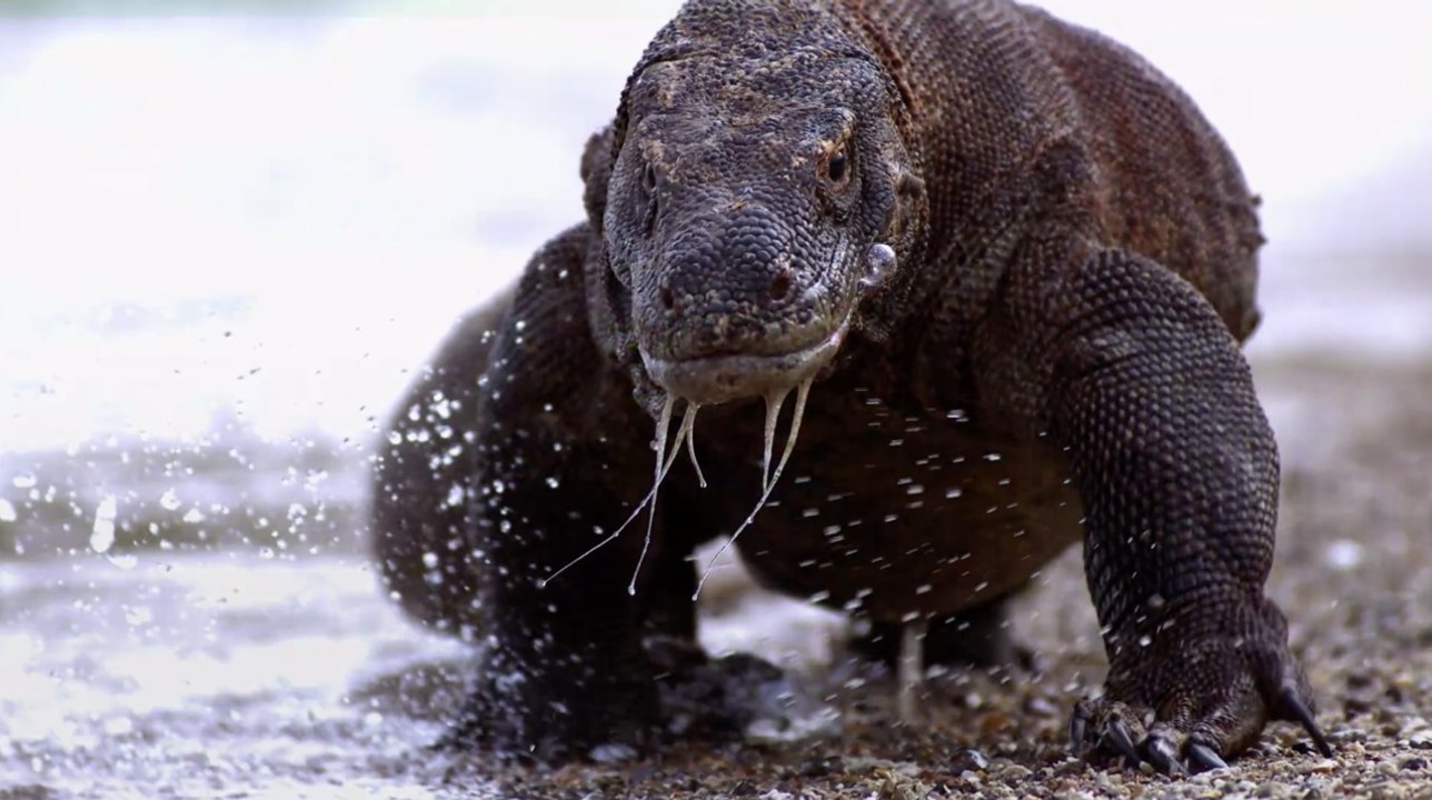 Indonésie : construction d'un "Jurassic Park" pour circuler au milieu des dragons de Komodo