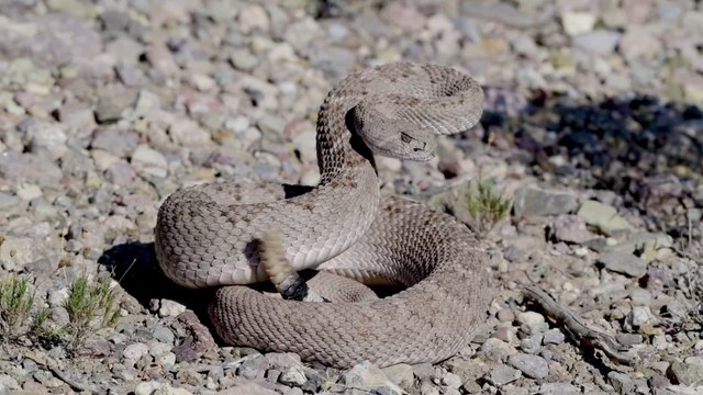 Serpents à sonnette : comment ils trompent les humains pour faire croire qu'ils sont proches