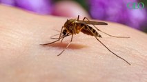 Les moustiques préfèrent-ils vraiment une peau plutôt qu'une autre ?