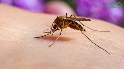 Les moustiques préfèrent-ils vraiment une peau plutôt qu'une autre ?