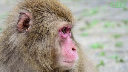 Japon : une femelle a pris la tête d'un groupe de macaques pour la première fois en 70 ans