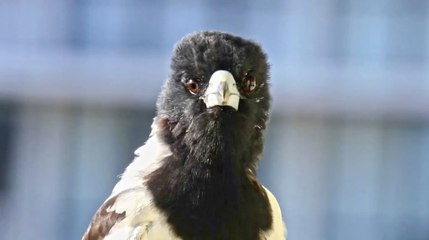 En Australie, gare au cassican flûteur, un oiseau particulièrement agressif