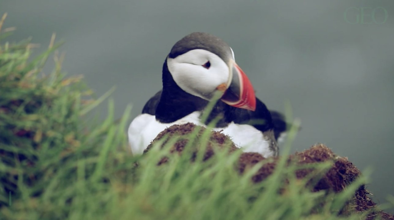 Pingouins : ont-ils des genoux ?
