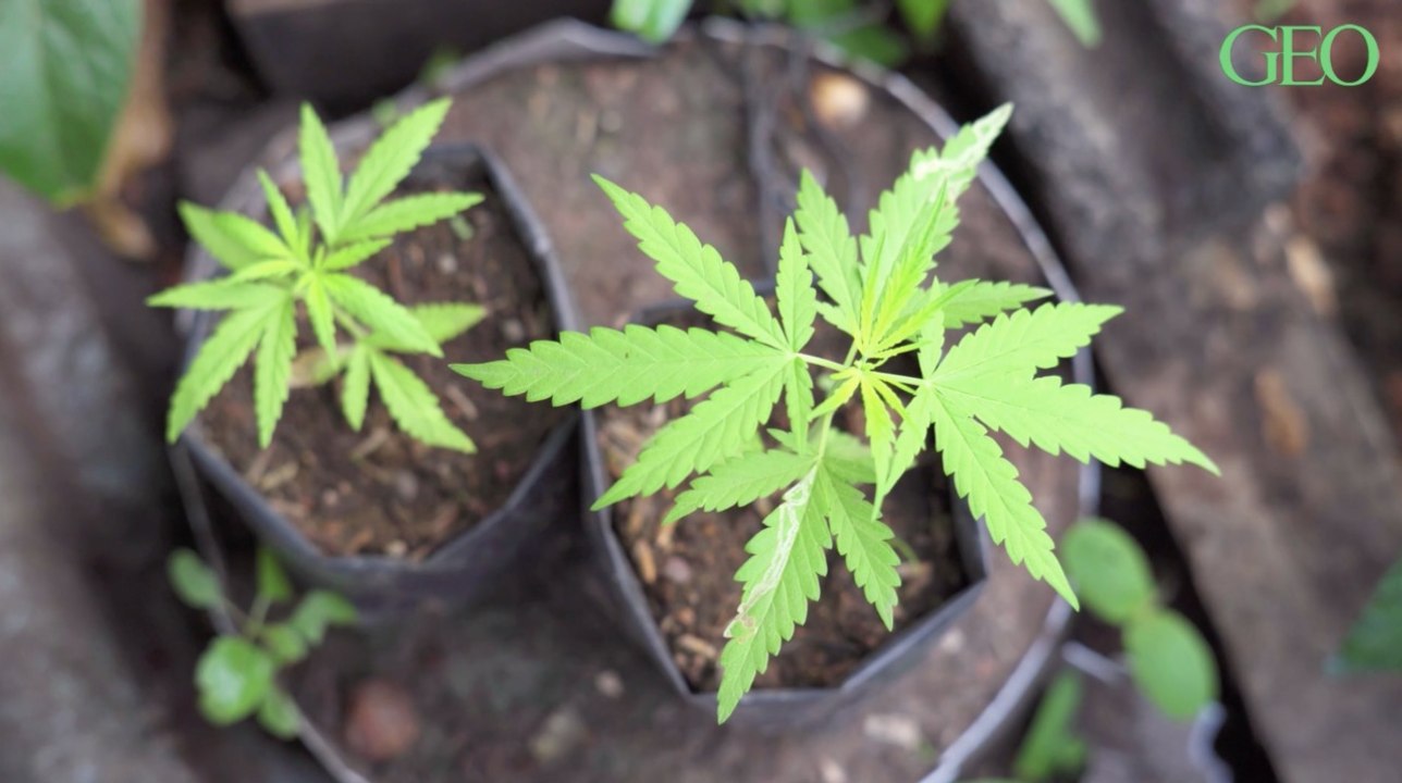 Selon une étude, le Cannabis Sativa a été domestiqué il y a environ 12 000 ans dans le nord-est de la Chine