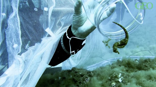 Environnement : à Monaco, des hippocampes élevés en captivité ont été relâchés en mer
