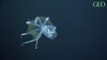 Des scientifiques du Schmidt Ocean Institute ont filmé une pieuvre de verre dans les profondeurs des îles Phœnix dans l’océan Pacifique