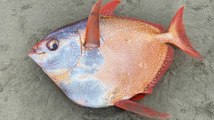 Etats-Unis : un impressionnant poisson coloré s'échoue sur une plage de l’Oregon