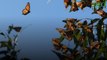Environnement : en Californie, la population de papillons monarques a chuté de 86% en seulement une année