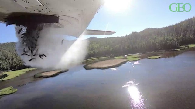 Aux Etats-Unis, des poissons sont largués depuis des avions pour repeupler des lacs