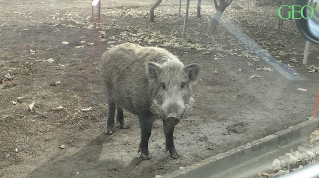 Dans les zones abandonnées de Fukushima, les sangliers prospèrent et s'accouplent avec des cochons