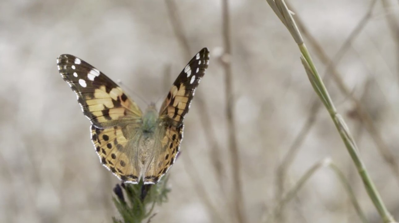 Baptisée la Belle-Dame, cette espèce de papillon diurne réalise la plus importante migration connue pour un insecte, soit 14 000 km